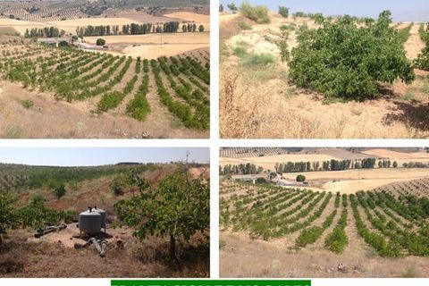 Finca in Guadahortuna, Granada - Foto 1