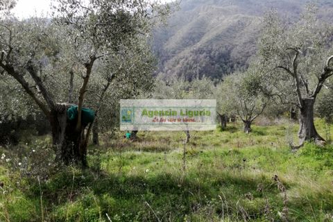 Landejendom i Perinaldo, Imperia, Perinaldo - € 40.000 | Ref: 949 - foto 2