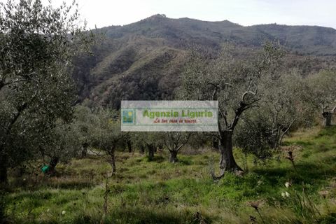 Landejendom i Perinaldo, Imperia, Perinaldo - € 40.000 | Ref: 949 - foto 4