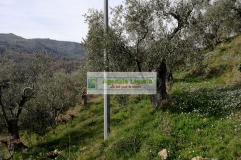 Landejendom i Perinaldo, Imperia, Perinaldo - € 40.000 | Ref: 949 - foto 5