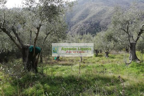 Landejendom i Perinaldo, Imperia, Perinaldo - € 40.000 | Ref: 949 - foto 6