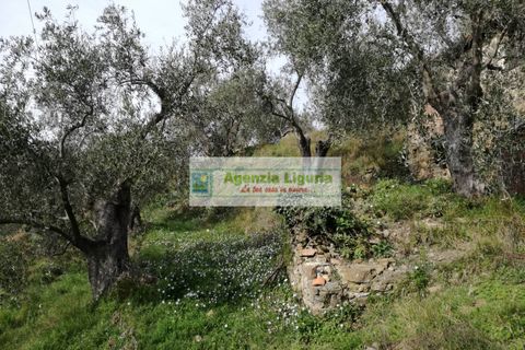 Landejendom i Perinaldo, Imperia, Perinaldo - € 40.000 | Ref: 949 - foto 7