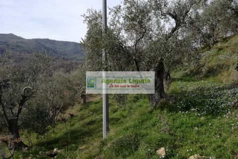 Landejendom i Perinaldo, Imperia, Perinaldo - € 40.000 | Ref: 949 - foto 9