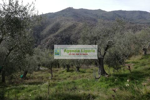 Landejendom i Perinaldo, Imperia, Perinaldo - € 40.000 | Ref: 949 - foto 10