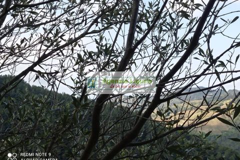 Landejendom i Perinaldo, Imperia, Perinaldo - € 50.000 | Ref: 1064 - foto 1