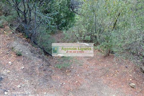 Landejendom i Perinaldo, Imperia, Perinaldo - € 50.000 | Ref: 1064 - foto 4