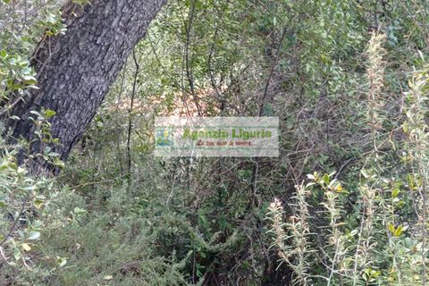Landejendom i Perinaldo, Imperia, Perinaldo - € 50.000 | Ref: 1064 - foto 5