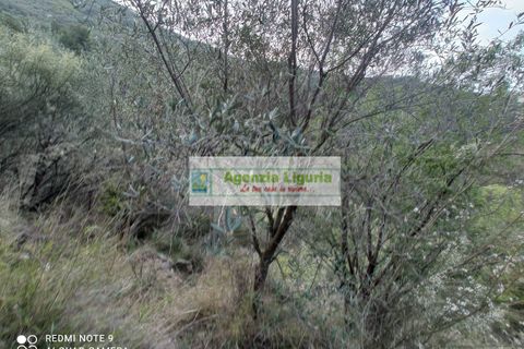 Landejendom i Perinaldo, Imperia, Perinaldo - € 50.000 | Ref: 1064 - foto 14