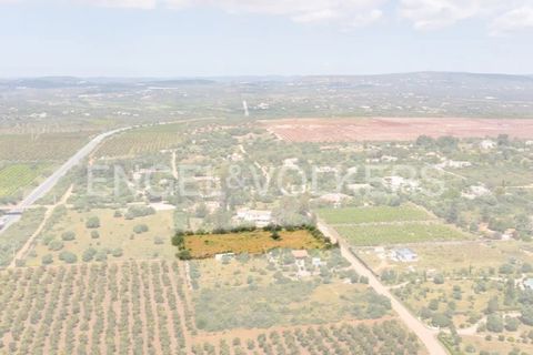 Terra a Tunes, Faro, Tunes - € 198.000 | Ref: W-02ZQKH - foto 8