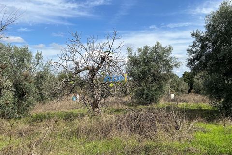 Helårsgrund i Escalos de Cima e Lousa, Castelo Branco, Escalos de Cima e Lousa - € 37.000 | Ref: 125043 - foto 19