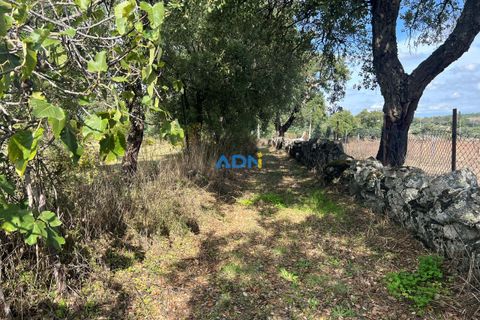 Helårsgrund i Escalos de Cima e Lousa, Castelo Branco, Escalos de Cima e Lousa - € 37.000 | Ref: 125043 - foto 30