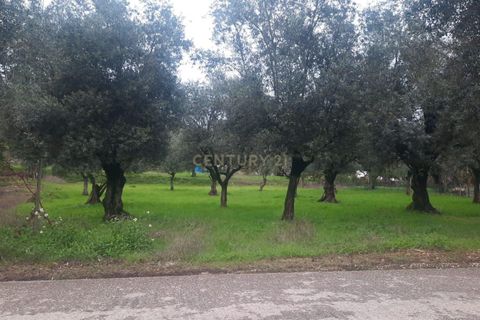Helårsgrund i Antuzede e Vil de Matos, Coimbra, Antuzede e Vil de Matos - € 76.999 | Ref: C0372-01280 - foto 6