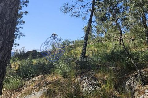 Helårsgrund i Cinfaes, Viseu, Cinfaes - € 67.500 | Ref: 1104081 - foto 2