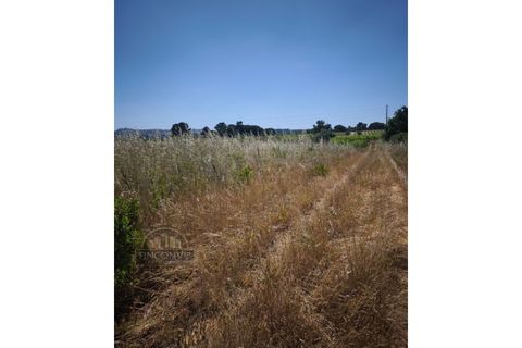 Helårsgrund i Palmela, Setubal, Palmela - € 60.000 | Ref: MC2025547 - foto 4