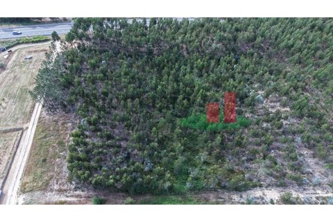 Helårsgrund i Asseiceira, Santarem, Asseiceira - € 27.000 | Ref: 167.25 - foto 13