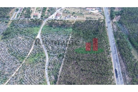 Helårsgrund i Asseiceira, Santarem, Asseiceira - € 27.000 | Ref: 167.25 - foto 15