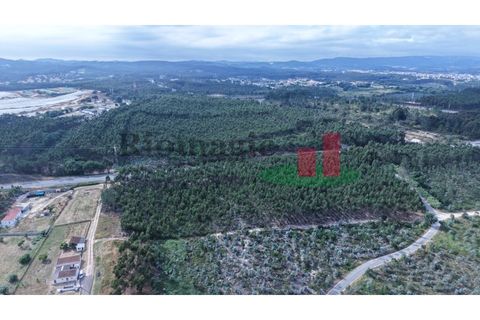 Helårsgrund i Asseiceira, Santarem, Asseiceira - € 27.000 | Ref: 167.25 - foto 21