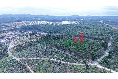 Helårsgrund i Asseiceira, Santarem, Asseiceira - € 27.000 | Ref: 167.25 - foto 22