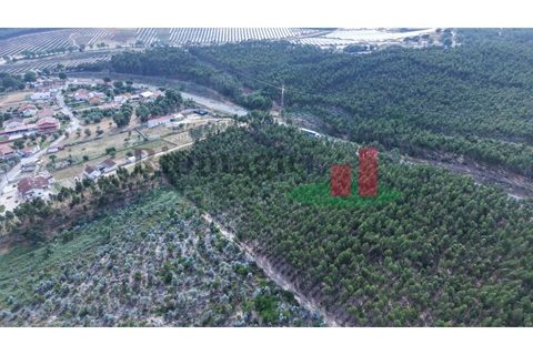 Helårsgrund i Asseiceira, Santarem, Asseiceira - € 27.000 | Ref: 167.25 - foto 24