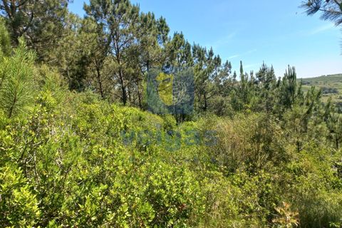 Helårsgrund i Caldas da Rainha, Leiria, Caldas da Rainha - € 35.000 | Ref: CAL-216798 - foto 19