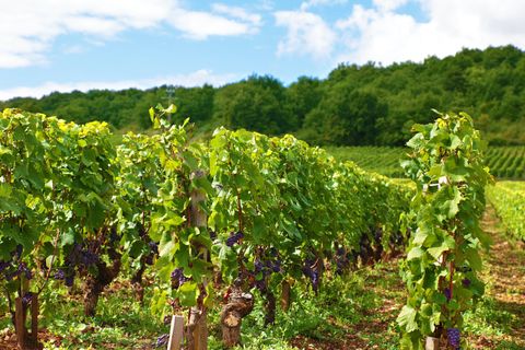Farm i Caux, Herault, Caux - € 895.000 | Ref: 342433181 - foto 5