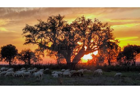 Farm hus i Mora, Evora, Mora - € 2.300.000 | Ref: M11022 - foto 3