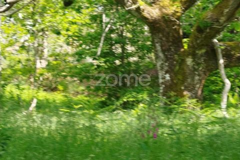 Helårsgrund i Seia, Guarda, Seia - € 50.000 | Ref: ZMPT577401 - foto 6