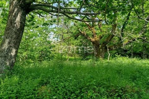 Helårsgrund i Seia, Guarda, Seia - € 50.000 | Ref: ZMPT577401 - foto 10
