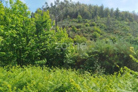 Helårsgrund i Seia, Guarda, Seia - € 50.000 | Ref: ZMPT577401 - foto 17