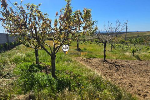 Landejendom i Castelo Branco, Castelo Branco, Castelo Branco - € 160.000 | Ref: 2820 - foto 4