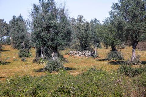 Masia a Alter do Chao, Portalegre, Alter do Chao - € 1.365.000 | Ref: CB01-0617 - foto 6