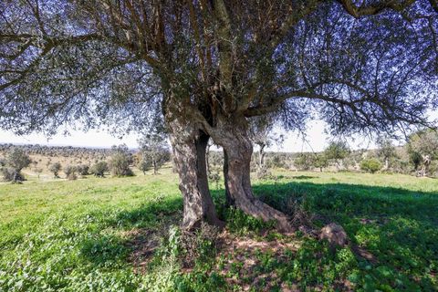 Masia a Alter do Chao, Portalegre, Alter do Chao - € 1.365.000 | Ref: CB01-0617 - foto 10