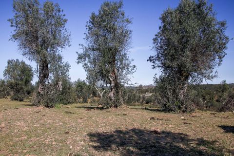 Masia a Alter do Chao, Portalegre, Alter do Chao - € 1.365.000 | Ref: CB01-0617 - foto 12