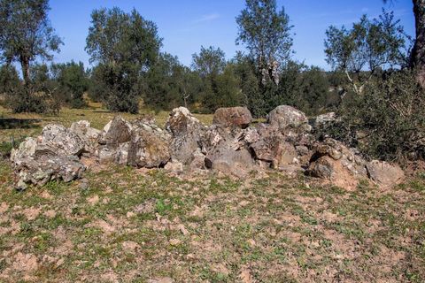 Masia a Alter do Chao, Portalegre, Alter do Chao - € 1.365.000 | Ref: CB01-0617 - foto 13