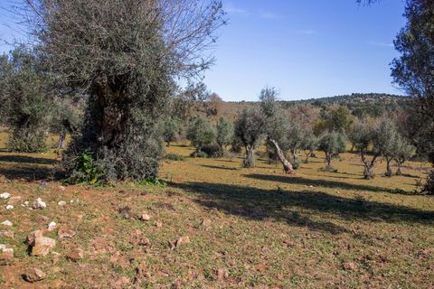 Masia a Alter do Chao, Portalegre, Alter do Chao - € 1.365.000 | Ref: CB01-0617 - foto 17