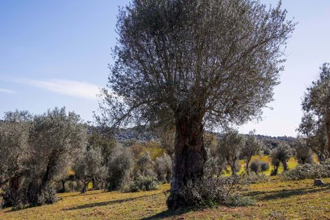 Masia a Alter do Chao, Portalegre, Alter do Chao - € 1.365.000 | Ref: CB01-0617 - foto 19