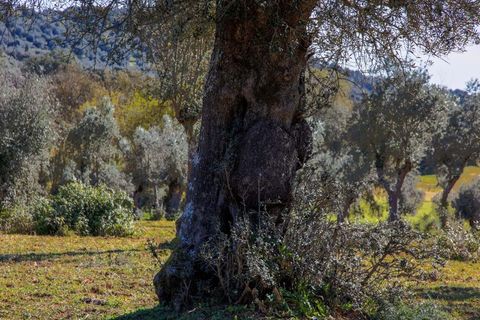 Masia a Alter do Chao, Portalegre, Alter do Chao - € 1.365.000 | Ref: CB01-0617 - foto 20