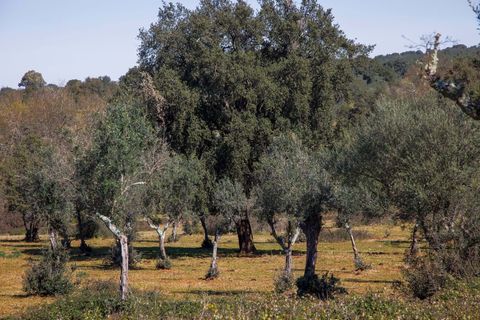 Masia a Alter do Chao, Portalegre, Alter do Chao - € 1.365.000 | Ref: CB01-0617 - foto 21