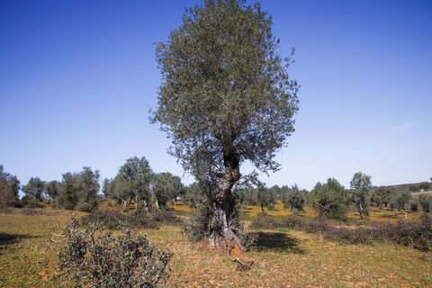 Masia a Alter do Chao, Portalegre, Alter do Chao - € 1.365.000 | Ref: CB01-0617 - foto 22