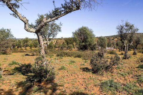 Masia a Alter do Chao, Portalegre, Alter do Chao - € 1.365.000 | Ref: CB01-0617 - foto 23