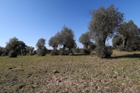 Masia a Alter do Chao, Portalegre, Alter do Chao - € 1.365.000 | Ref: CB01-0617 - foto 27