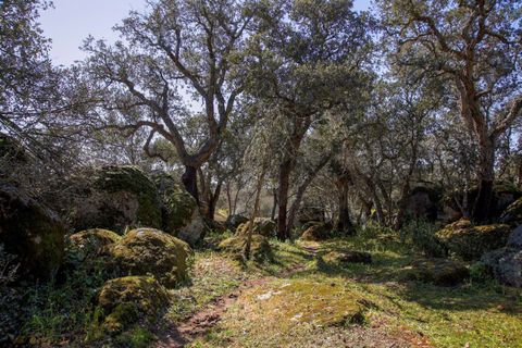 Masia a Alter do Chao, Portalegre, Alter do Chao - € 1.365.000 | Ref: CB01-0617 - foto 35