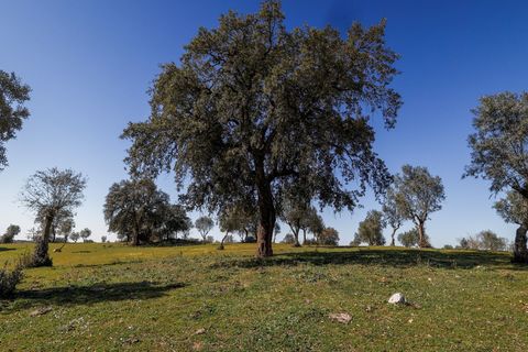 Masia a Alter do Chao, Portalegre, Alter do Chao - € 1.365.000 | Ref: CB01-0617 - foto 48