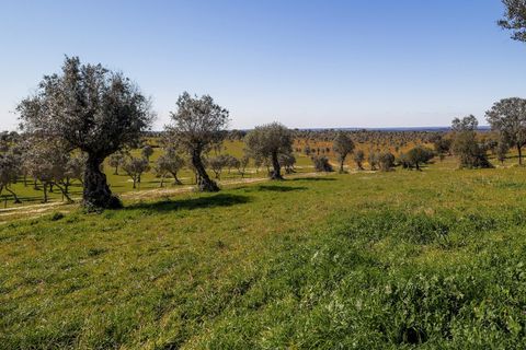 Masia a Alter do Chao, Portalegre, Alter do Chao - € 1.365.000 | Ref: CB01-0617 - foto 50