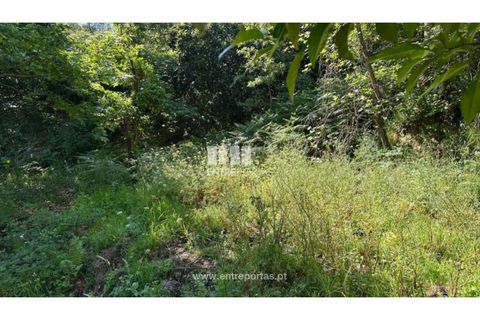 Tomt i Cinfaes, Viseu, Cinfaes - € 65 000 | Ref: MC09800 - foto 4
