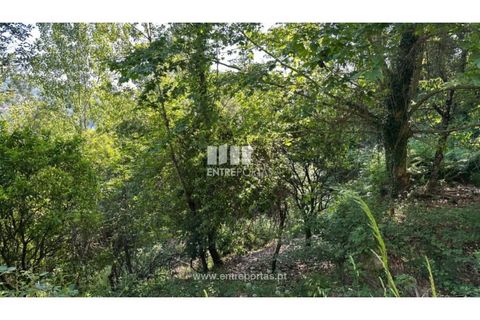 Tomt i Cinfaes, Viseu, Cinfaes - € 65 000 | Ref: MC09800 - foto 6