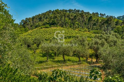 Landejendom i Massarosa, Lucca, Massarosa - € 2.200.000 | Ref: CBI129-2006-130485 - foto 21