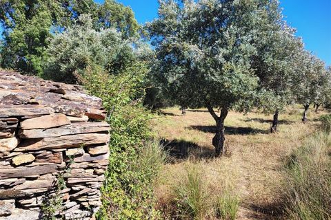 Helårsgrund i Castelo Branco, Castelo Branco, Castelo Branco - € 8.000 | Ref: SÒL_162 - foto 5