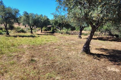 Helårsgrund i Castelo Branco, Castelo Branco, Castelo Branco - € 8.000 | Ref: SÒL_162 - foto 2