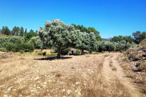 Helårsgrund i Castelo Branco, Castelo Branco, Castelo Branco - € 8.000 | Ref: SÒL_162 - foto 7